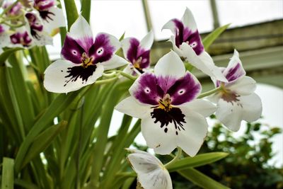 Close-up of purple orchids