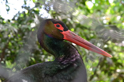 Close-up of bird on tree