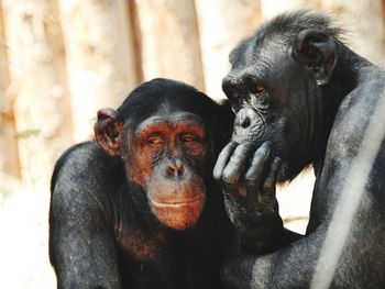 Close-up portrait of monkey