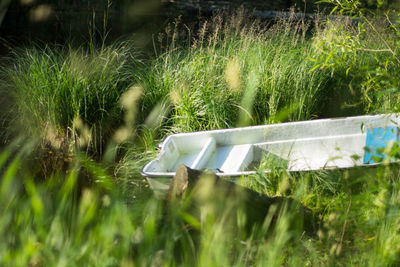 Close-up of plants on field