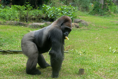 Monkey sitting on field