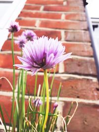 Close-up of pink flowers blooming outdoors