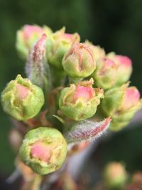 Close-up of pink flower