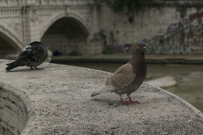 Pigeon perching on a wall