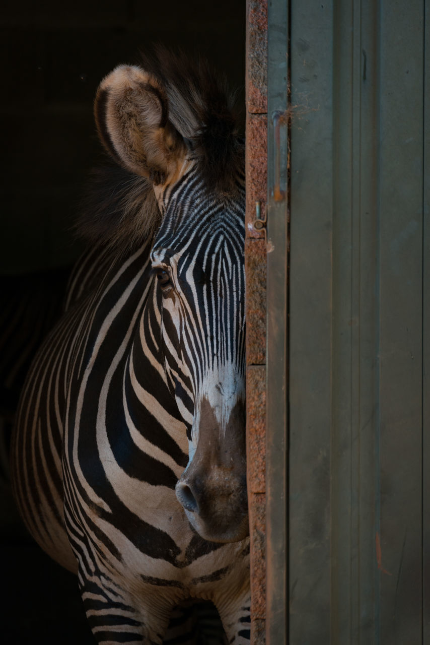 CLOSE-UP OF ZEBRA ON ROCK