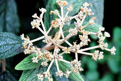 Close-up of frozen plant