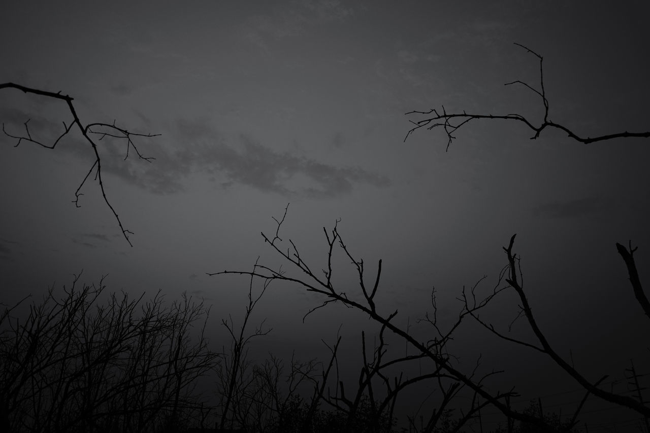 LOW ANGLE VIEW OF SILHOUETTE BARE TREE AGAINST SKY