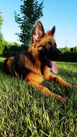 Dog in field