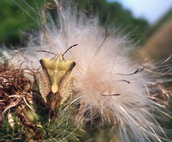 Close-up of wilted plant on field