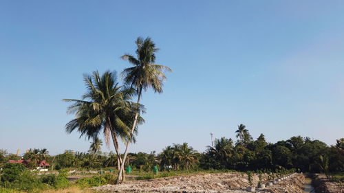 Palm trees on landscape against clear blue sky