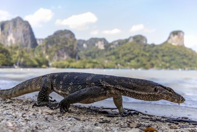 View of lizard on rock against sky