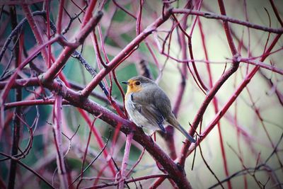 Close-up of bird perching on branch