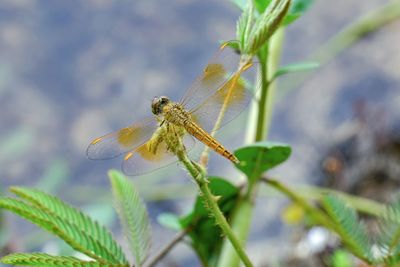 Close-up of dragonfly on plant