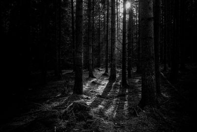 Trees on field in forest