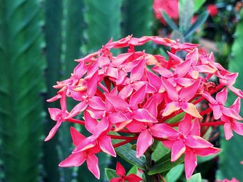 Close-up of pink flowers blooming outdoors