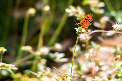 Close-up of butterfly pollinating on flower