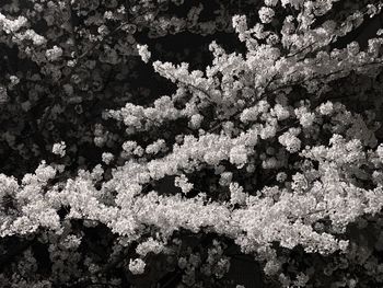 High angle view of white flowering plant in winter