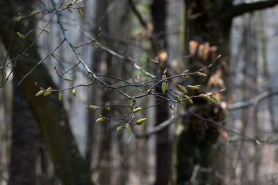 tree
