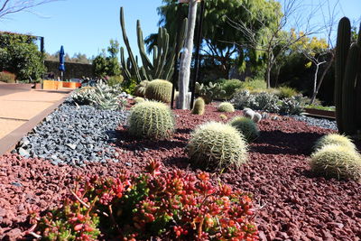 Cactus growing in park