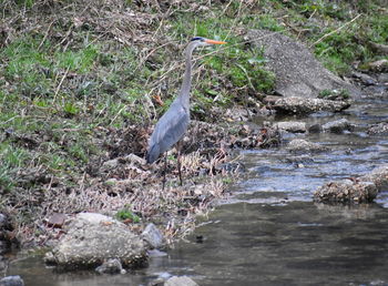 High angle view of gray heron by trees