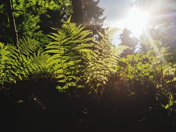 Low angle view of sunlight streaming through trees