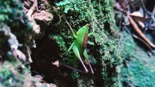 High angle view of small potted plant