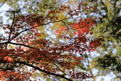 Low angle view of maple leaves on tree