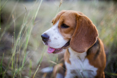 Dog looking away on field