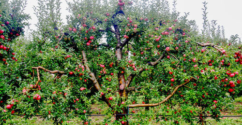 Red berries growing on tree