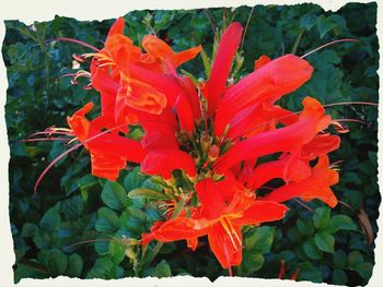 Close-up of red flowers