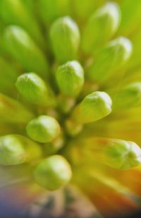 Close-up of plant