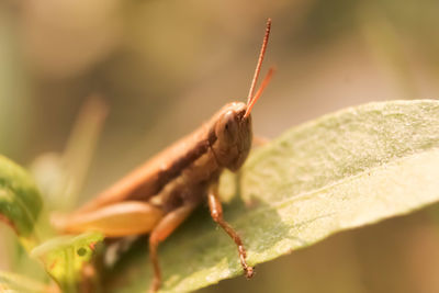 Close-up of insect on leaf