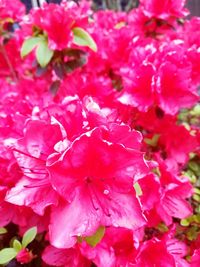 Close-up of pink flowers blooming outdoors
