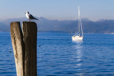 Seagull perching on wooden post in lake