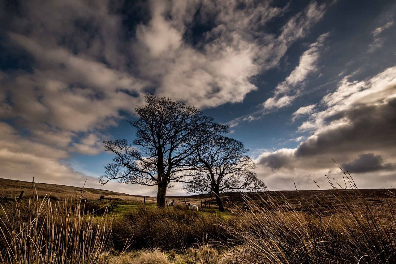 Two trees in solitude framed dy blue sky and sensational cloud.