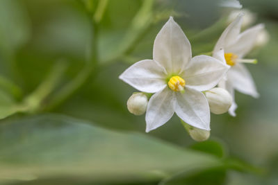 Close-up of flower blooming outdoors