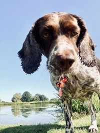 Close-up of a dog in the lake