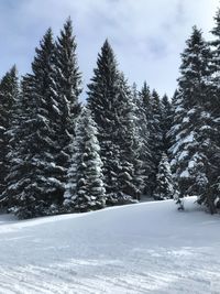 Snow covered trees in forest against sky