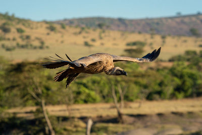 African white-backed vulture glides in to land