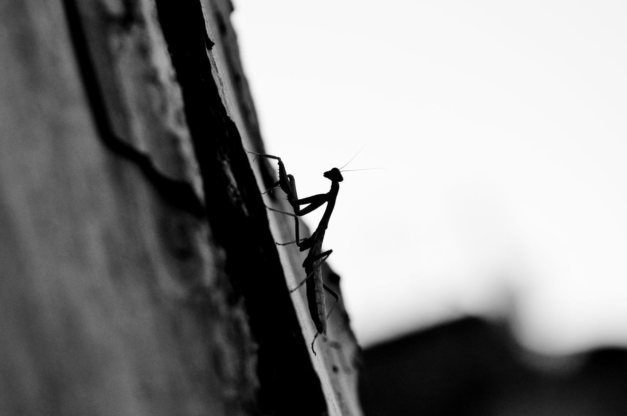 CLOSE-UP OF ANT ON TREE