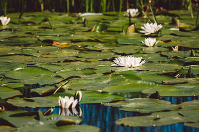 Lotus water lily in lake