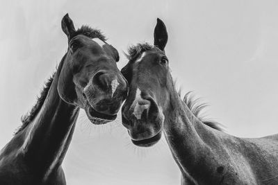 Low angle view of horse against sky