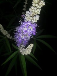 Close-up of purple flowers blooming outdoors