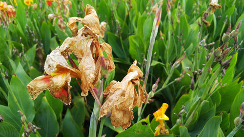 Close-up of wilted flower on field