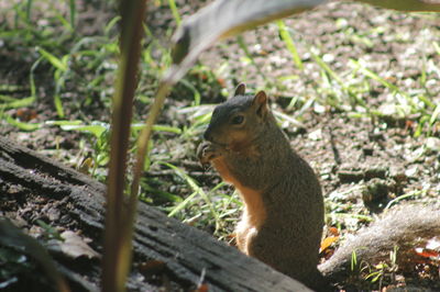 Close-up of squirrel on rock