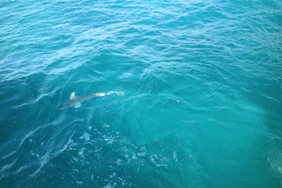 High angle view of a swimming in sea