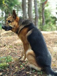 Dog looking away in forest