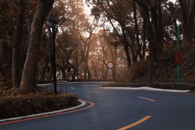 Empty road along trees in city