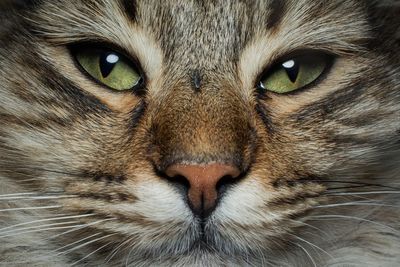 Close-up portrait of a cat