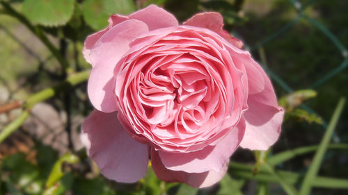 Close-up of pink rose